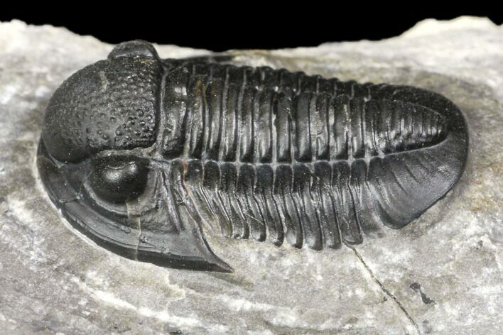 Detailed Gerastos Trilobite Fossil - Morocco #141666